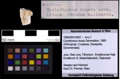 Foto (Objekt + Etiketten) von Cyclothyreus reussi (Gemmellaro, 1869) (NHMW-GEO-1990-0041-0007)